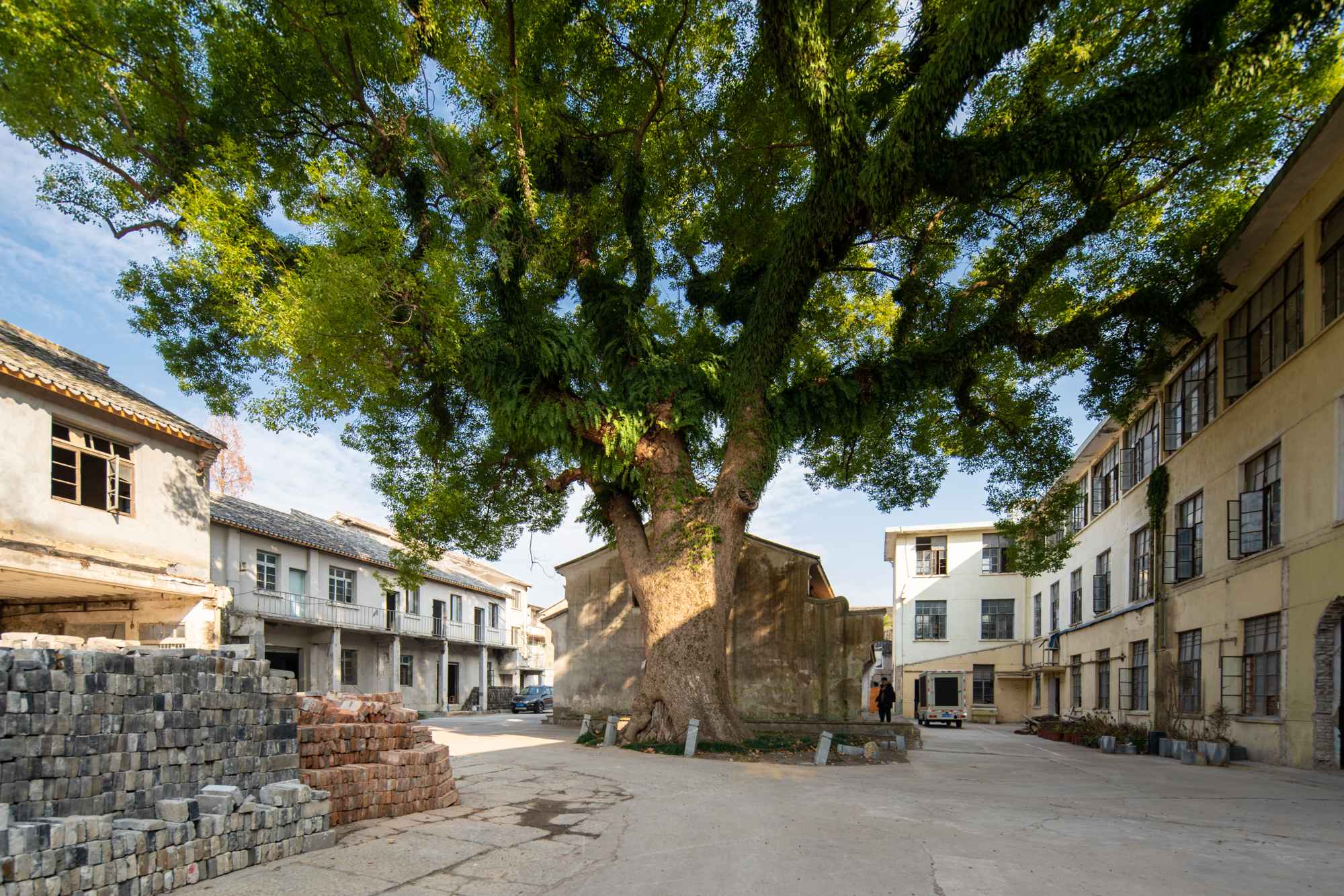 1773902565208890eXeQ.jpg 9_ 530年历史古樟树 530-Year-Old Historic Camphor Tree ©零壹城市 LYCS_9.jpg