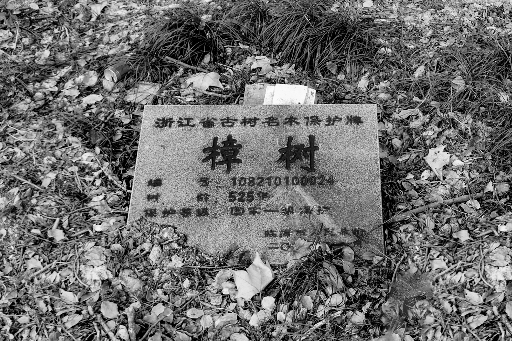 1773903820122278YIw5.jpg 12_ 古树名木保护牌 Heritage Tree Protection Plaque ©零壹城市 LYCS.jpg